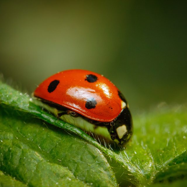 A closeup shot of a ladybug standing on a leaf