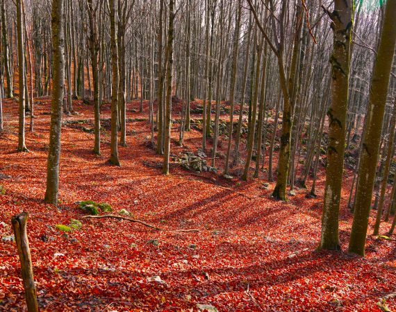 Il Gran Bosco da Reme