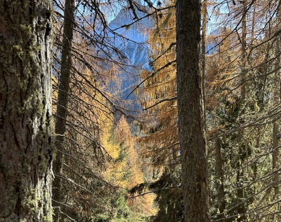 Zattieri del Piave: Il viaggio del legno 3