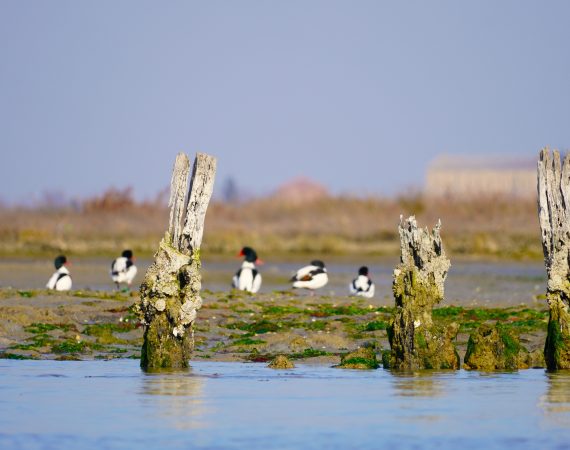TORCELLO ALLE ORIGINI 2