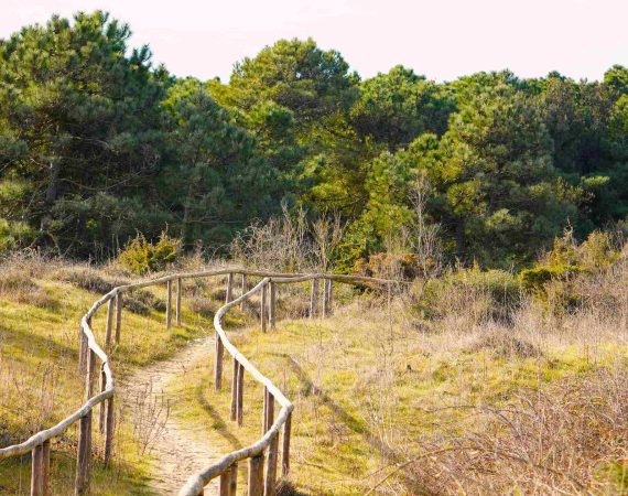 Sentieri di Sabbia: I segreti delle dune