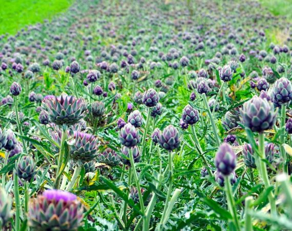 Sant’Erasmo: The vegetable garden of Venice