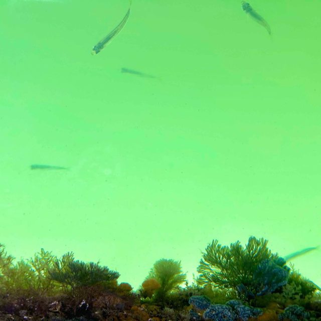 pianeta blu_1