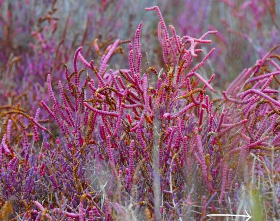 salicornia