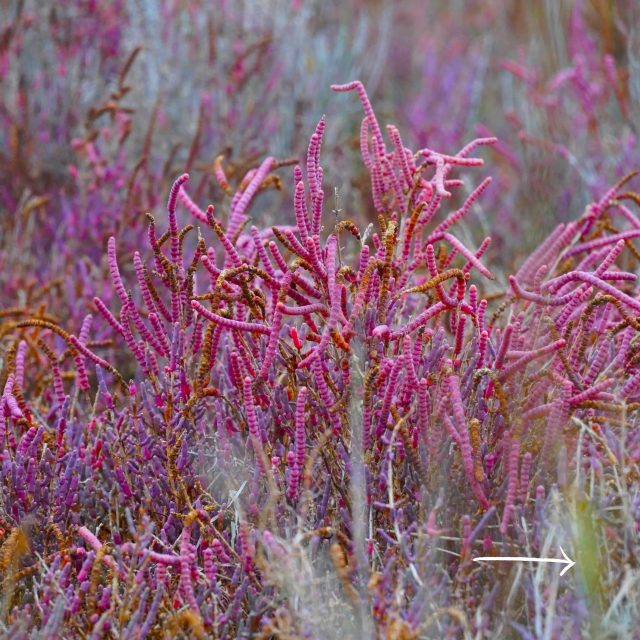 salicornia