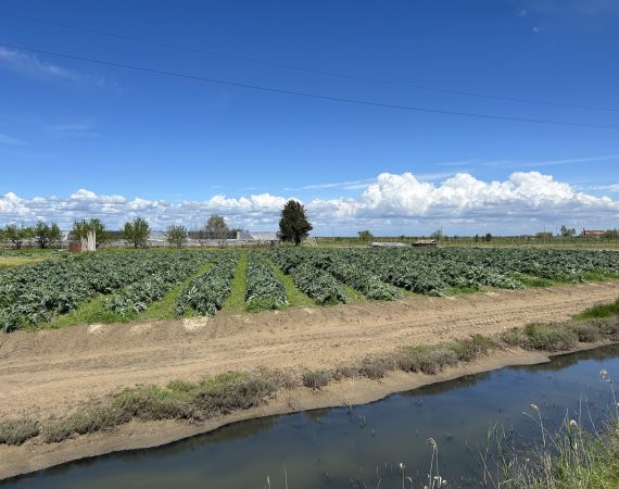 SANT_ERASMO-E-GLI-ORTI-4