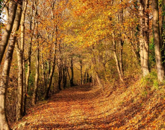 Il cammino dei fojaroi 2