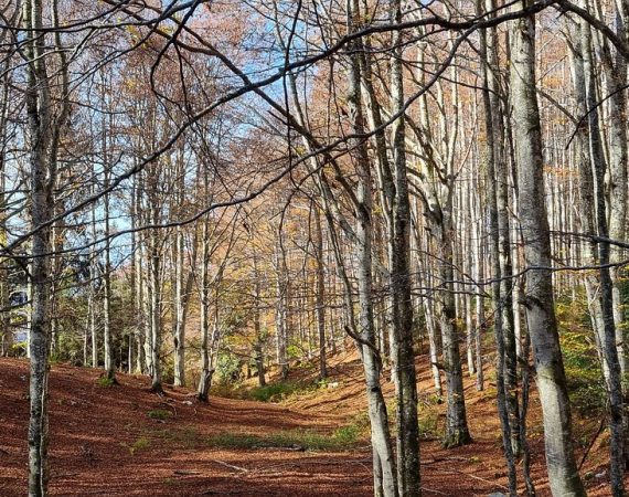 Il Gran Bosco da Reme 4
