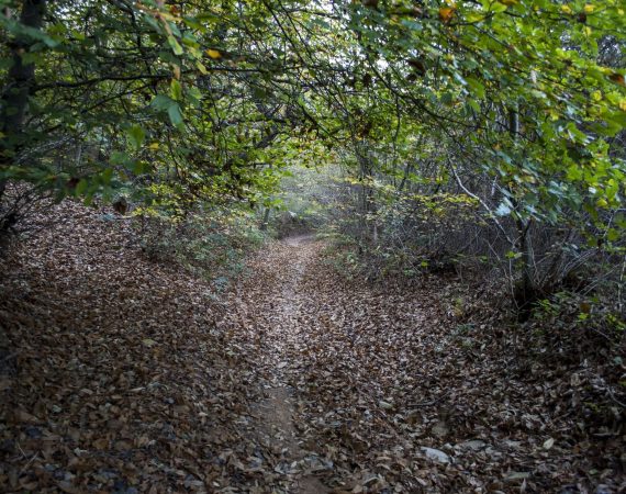 Montello: Paesaggi acquatici nel bosco dei Dogi 5