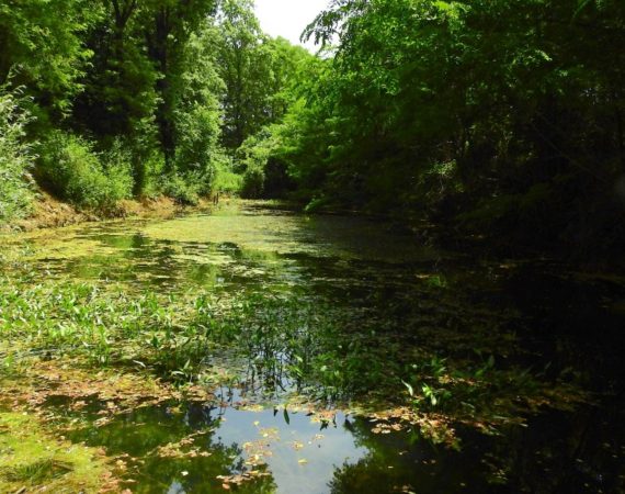 Montello: Paesaggi acquatici nel bosco dei Dogi 2