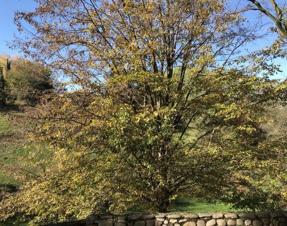 Montello: Paesaggi acquatici nel bosco dei Dogi 6