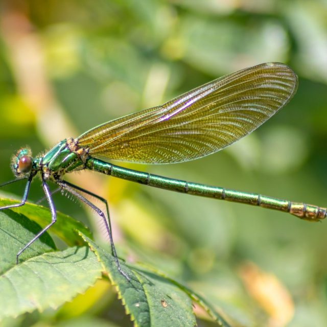 splendente comune