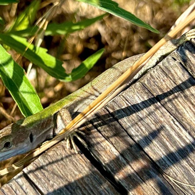 Maschere e mimetismo